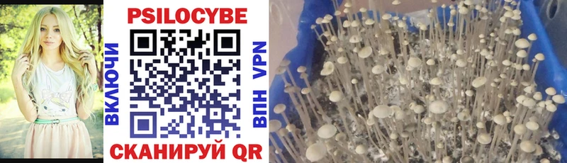 Псилоцибиновые грибы Cubensis  Дзержинск 